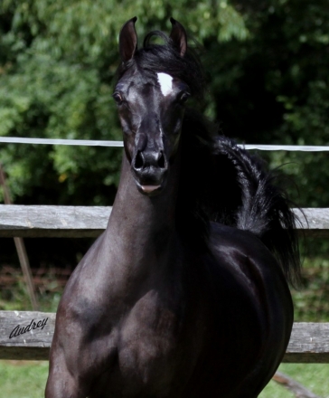 HorseID: 2186796 Black Arabian Fillies & Mares - PhotoID: 1039672