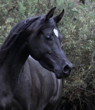 HorseID: 2186796 Black Arabian Fillies & Mares - PhotoID: 1039674