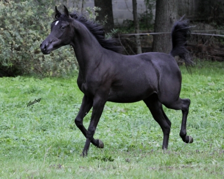HorseID: 2186796 Black Arabian Fillies & Mares - PhotoID: 1039675