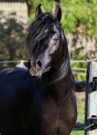 HorseID: 2201850 Black Arabian Colts & Stallions - PhotoID: 983380