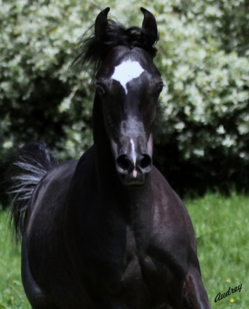 HorseID: 2201850 Black Arabian Colts & Stallions - PhotoID: 1039677