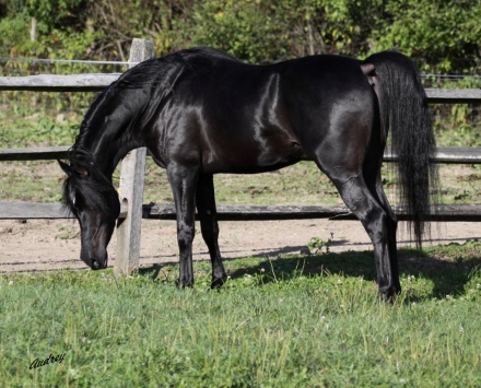 HorseID: 2201850 Black Arabian Colts & Stallions - PhotoID: 1039678