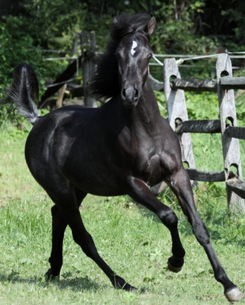 HorseID: 2201850 Black Arabian Colts & Stallions - PhotoID: 1039679