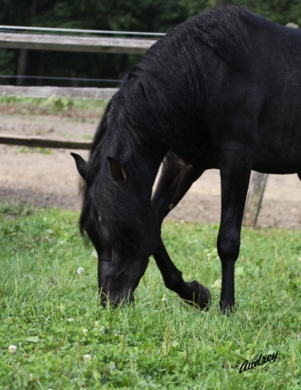 HorseID: 2201850 Black Arabian Colts & Stallions - PhotoID: 1039680
