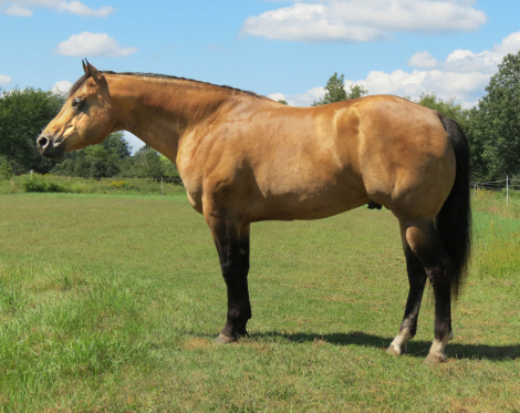 HorseID: 2214168 Heza Sexy Fella - PhotoID: 1095041