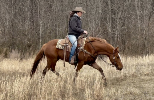 HorseID: 2225473 Pralines n' Creme CFK - PhotoID: 1079219