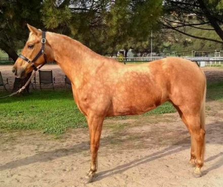 HorseID: 2238296 Redneck Chek DF (aka Summer Lace) - PhotoID: 1094764