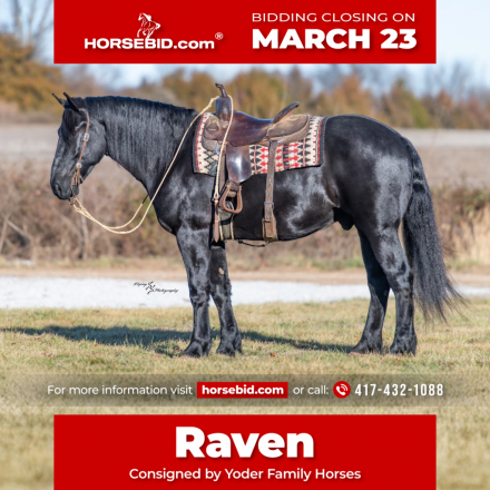 HorseID: 2246724 Raven - PhotoID: 1028750