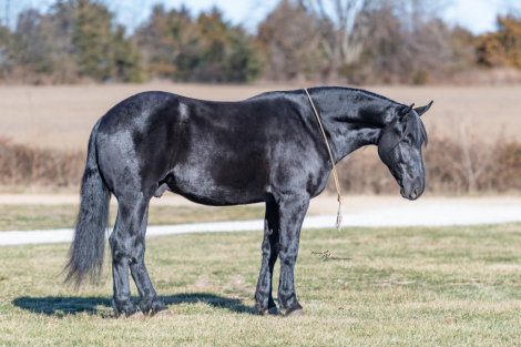 HorseID: 2246724 Raven - PhotoID: 1028751