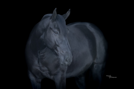 HorseID: 2246724 Raven - PhotoID: 1028752