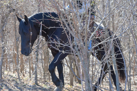 HorseID: 2246724 Raven - PhotoID: 1095031