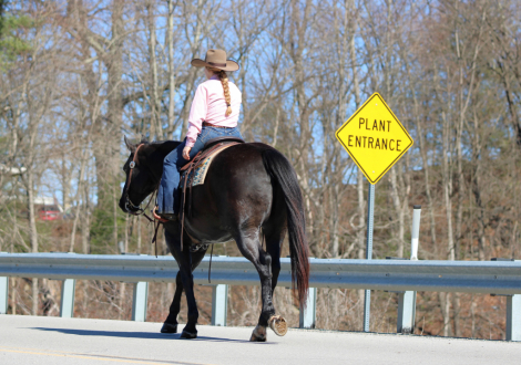 HorseID: 2246726 Doc - PhotoID: 1076466