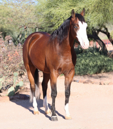 HorseID: 2246739 Maxxxed out - PhotoID: 1045905