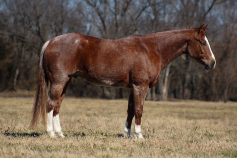 HorseID: 2246741 CM Flyin Rey - PhotoID: 1028747