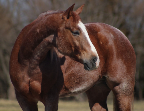 HorseID: 2246741 CM Flyin Rey - PhotoID: 1028748