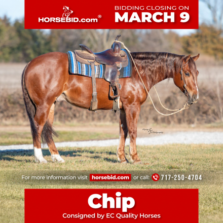 HorseID: 2247444 CCR CHIPSINTOWN - PhotoID: 1042253