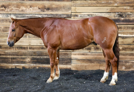 HorseID: 2247444 CCR CHIPSINTOWN - PhotoID: 1045868