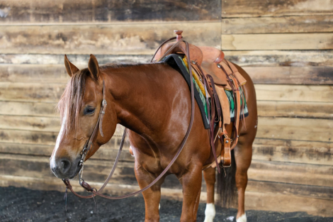 HorseID: 2247444 CCR CHIPSINTOWN - PhotoID: 1045869