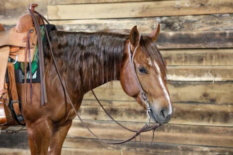 HorseID: 2247444 CCR CHIPSINTOWN - PhotoID: 1045870