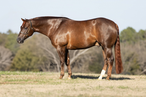 HorseID: 2247445 Cats In Tinseltown - PhotoID: 1045871