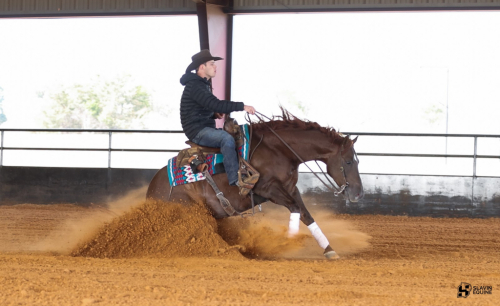 HorseID: 2247445 Cats In Tinseltown - PhotoID: 1068831