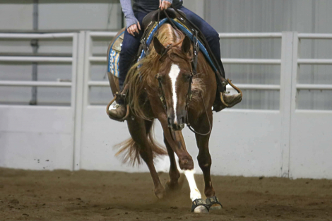 HorseID: 2247446 Platinum 007 - PhotoID: 1042235