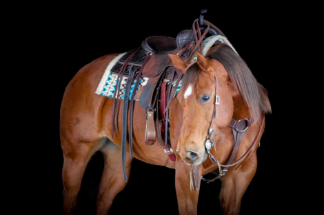 HorseID: 2247450 Conchos Diamonds - PhotoID: 1033507