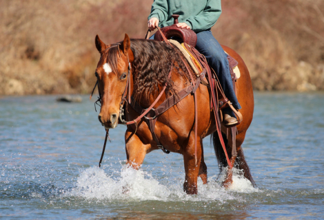 HorseID: 2247450 Conchos Diamonds - PhotoID: 1033509