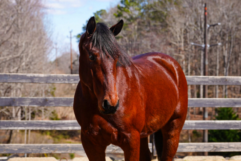 HorseID: 2247451 Heath - PhotoID: 1045924