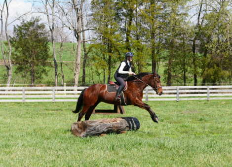 HorseID: 2247451 Heath - PhotoID: 1045925