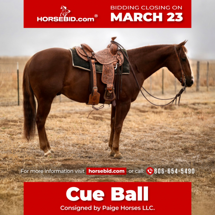 HorseID: 2247454 MVP IN CUE - PhotoID: 1036990