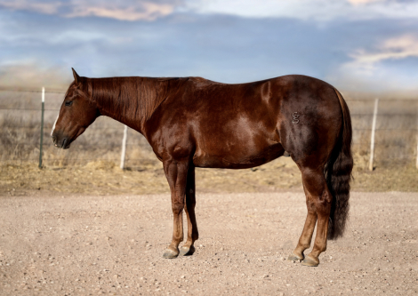 HorseID: 2247454 MVP IN CUE - PhotoID: 1089904