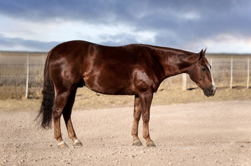 HorseID: 2247454 MVP IN CUE - PhotoID: 1089905