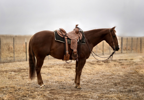 HorseID: 2247454 MVP IN CUE - PhotoID: 1089906