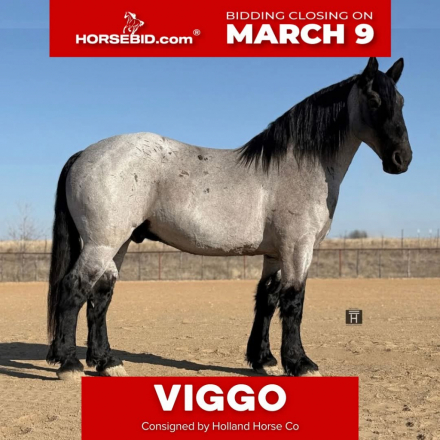 HorseID: 2247455 Viggo - PhotoID: 1028035