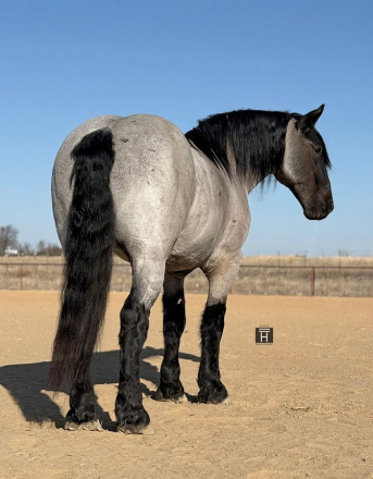 HorseID: 2247455 Viggo - PhotoID: 1045891