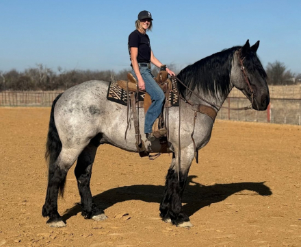 HorseID: 2247455 Viggo - PhotoID: 1045892