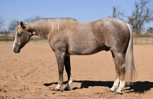 HorseID: 2247456 Cat Dots - PhotoID: 1045880