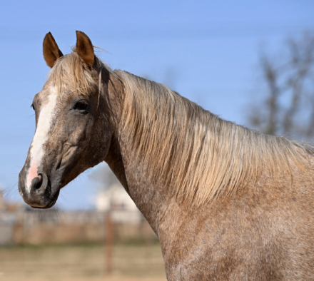 HorseID: 2247456 Cat Dots - PhotoID: 1045881