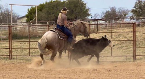 HorseID: 2247456 Cat Dots - PhotoID: 1045882