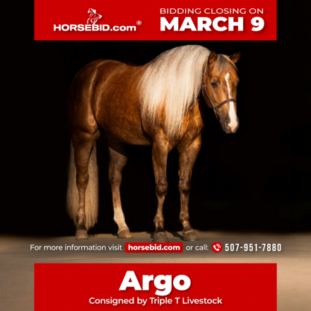 HorseID: 2247457 GUNNA GETYA CHEX - PhotoID: 1042237