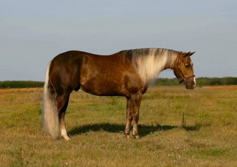 HorseID: 2247457 GUNNA GETYA CHEX - PhotoID: 1045874