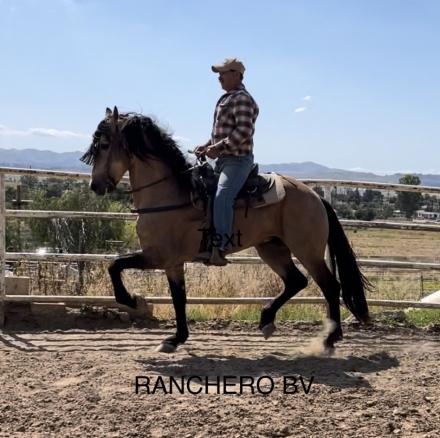 HorseID: 2247672 Ranchero BV - PhotoID: 1010381