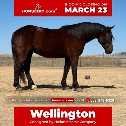 HorseID: 2249906 Wellington - PhotoID: 1033498