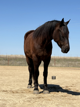 HorseID: 2249906 Wellington - PhotoID: 1033500