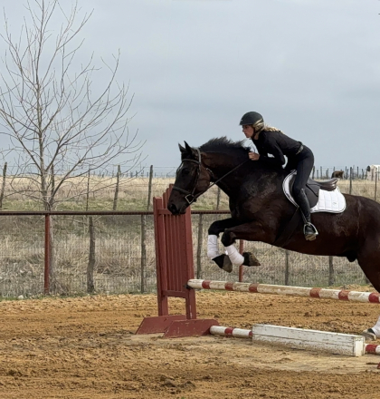HorseID: 2249906 Wellington - PhotoID: 1049438