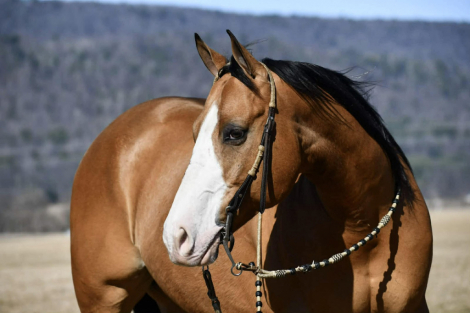 HorseID: 2249907 RJ Frosted Canman - PhotoID: 1045909