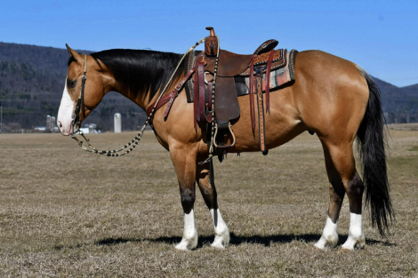 HorseID: 2249907 RJ Frosted Canman - PhotoID: 1081215