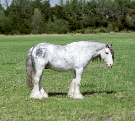 HorseID: 2249908 Vines The Hitchhiker - PhotoID: 1045877