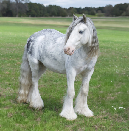 HorseID: 2249908 Vines The Hitchhiker - PhotoID: 1077837